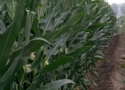 夏玉米高产栽培技术要点(夏季种植玉米要注意什么措施)